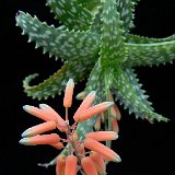 Aloe squarrosa (Socotra) small quantity